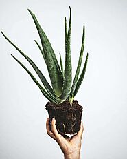 Aloe Vera for Dandruff | Dandruff Remedies| Bodywise