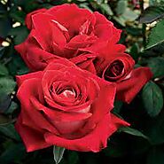 #10 - Rose (rosa)