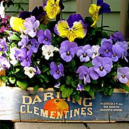 Container Gardening Ideas, Advice, Tips, Pictures and Designs