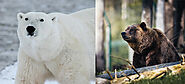 Polar Bear vs. Grizzly Bear: Physical Traits, Behaviour, & Hybridization