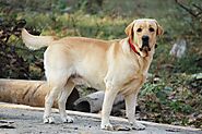 Labrador Retriever - Facts & Information | mywagntails