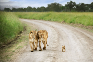 Interesting Photo of the Day: Baby Lion Walks Proud