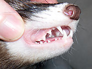 The Perils of Gum Disease in Dogs | PetMD