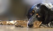 Kidney Disease in Dogs and Cats| Pet Health
