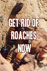 10 Best Ways To Get Rid Of Cockroaches / Roaches