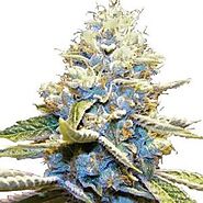 Skywalker OG Weed Strain Review in 2022 – #1 Marijuana Strain with Petrichor aroma