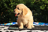 Golden Retriever Puppies For Sale - Cheap Retriever Puppies
