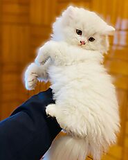 Persian Kittens For Sale - Persian Cats For Sale Near Me