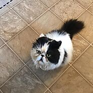  Persian Kittens For Sale Near Me - Persian cat for adoption