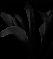 Best Indian food Edinburgh | Tantra