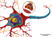 Parts of the Neuron Explained with Videos | The Psych Files Podcast