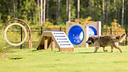 Dog Parks and Puppy Playgrounds
