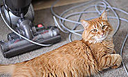 10 Tips for Cleaning Cat Urine