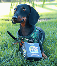 Calming Canine Nerves: A Guide to Finding the Best Dog Treats for Anxiety