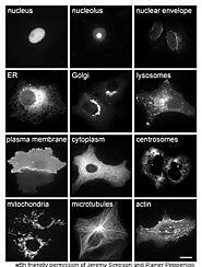 Protein - Wikipedia, the free encyclopedia