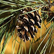 Northern Pines Fragrance Oil for Soaps, Candles, Diffuser, Aromatherapy and Cosmetics at Best Price Online – Moksha L...