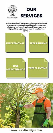 Professional Maui Tree Service Provider - Island Tree Style