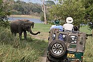 Minneriya National Park Safari