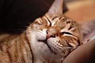 Portrait de chat qui dort