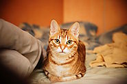 Portrait de chat au lit, en couleurs