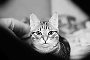 Portrait de chat tabby en noir et blanc