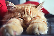 Portrait de chat roux qui dort pattes en avant