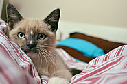 Portrait de chaton siamois aux yeux bleus