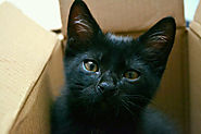 Portrait de chaton noir dans un carton