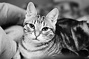 Portrait de chat au lit en noir et blanc