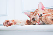 Portrait de chat roux allongé