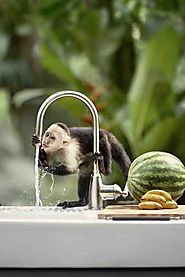 IKEA Monkeys in the Jungle - The Inspiration Room
