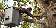 Professional Tree Trimming Services Provider in Maui | Island Tree Service