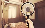 Bed Bug Control Services in Pune