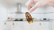 Cockroach Control Services In Pune