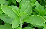 Seedbazaar Stevia Seed Price in India - Buy Seedbazaar Stevia Seed online at Flipkart.com