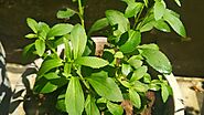 Stevia Plant (Hindi) - How To Grow and Care Stevia Plant at Home - Health Benefits of Stevia Plant