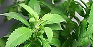 Stevia Plant, For Medicine, Agriculture at Rs 1.5/piece in Ahmedabad | ID: 13281926388