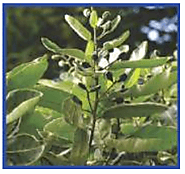 Semecarpus anacardium — Vikaspedia