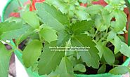 Stevia Rebaudiana Sapling – aquaponicsfamilystore
