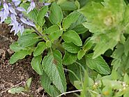 File:Garmar (Gujarati- ગરમર) (4938298410).jpg - Wikimedia Commons