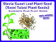 Stevia Seed Sweet Leaf Plant Seed, Seeni Tulasi Plant Seed, Tulsi Seed, Naturally Grown In Stock
