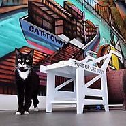 Cat Town Cafe, California