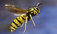 Wasps