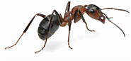 Ants