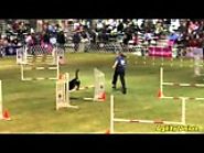 Dog Agility Videos