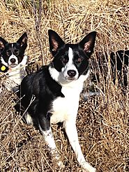 Full Tilt Border Collies: Threshholds and Gig