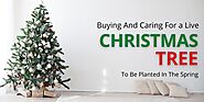 Buying and Caring for a Live Christmas Tree to be Planted in the Spring