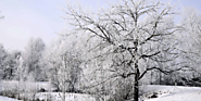 Tips for Protecting Trees in Winter