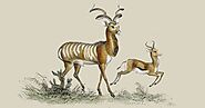 Facts About Greater Kudus