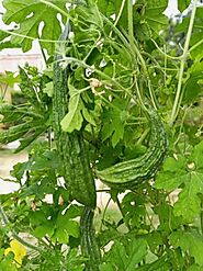 Bitter Gourd Leaves के बारें में जाने इसके रोचक तथ्य